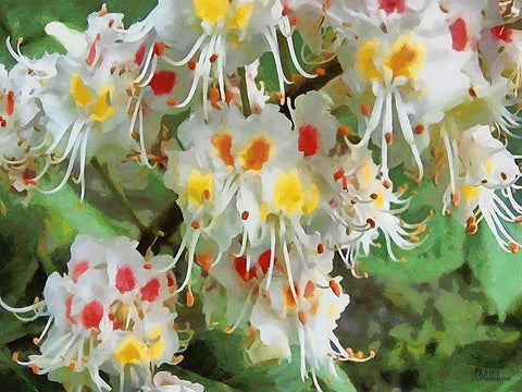 I like Flowers XXXIII Black Ornate Wood Framed Art Print with Double Matting by Medeiros, Celito