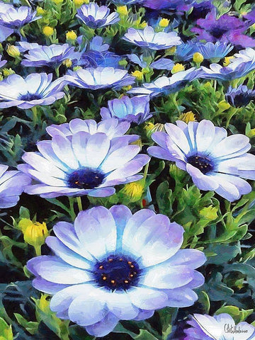 I like Flowers XXXVI White Modern Wood Framed Art Print with Double Matting by Medeiros, Celito