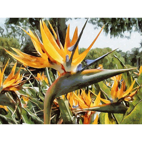 Yellow Orchid II Black Modern Wood Framed Art Print by Medeiros, Celito