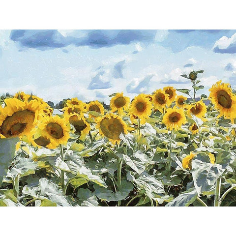 Many Sunflowers Black Modern Wood Framed Art Print with Double Matting by Medeiros, Celito