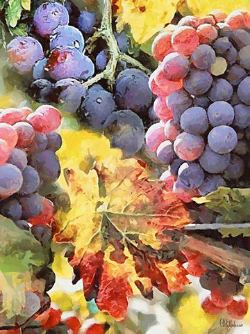 Grapes IV Black Ornate Wood Framed Art Print with Double Matting by Medeiros, Celito