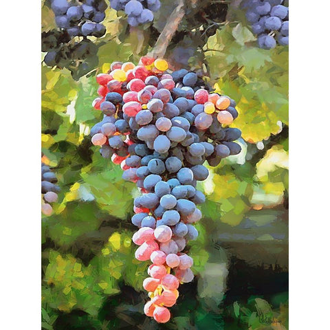 Grapes VI Black Modern Wood Framed Art Print with Double Matting by Medeiros, Celito