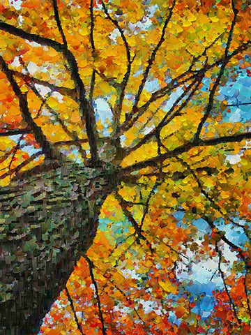 Collectio of Bloomin and Autumn Trees IV White Modern Wood Framed Art Print with Double Matting by Medeiros, Celito