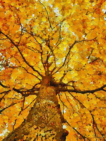 Collectio of Bloomin and Autumn Trees VII Black Ornate Wood Framed Art Print with Double Matting by Medeiros, Celito