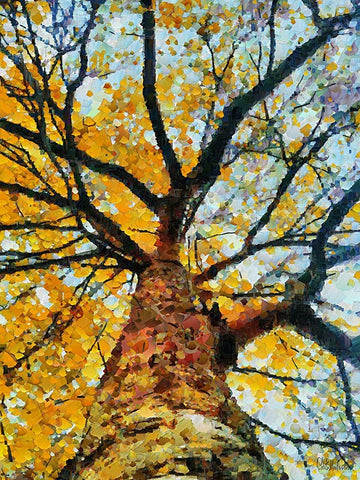 Collectio of Bloomin and Autumn Trees VIII White Modern Wood Framed Art Print with Double Matting by Medeiros, Celito