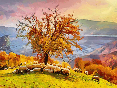 Sheep and Goat Collection III Black Modern Wood Framed Art Print by Medeiros, Celito