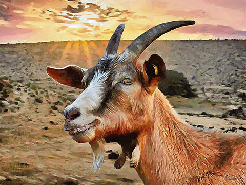 Sheep and Goat Collection IV White Modern Wood Framed Art Print with Double Matting by Medeiros, Celito