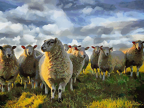 Sheep and Goat Collection V Black Ornate Wood Framed Art Print with Double Matting by Medeiros, Celito