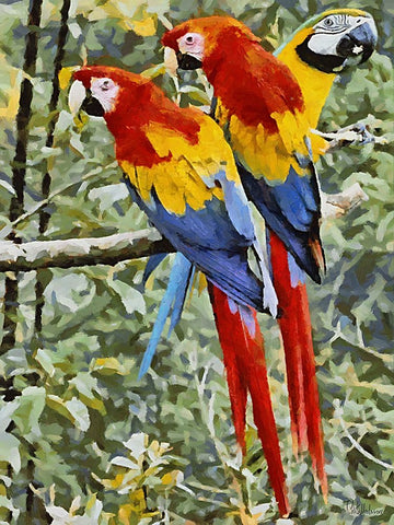 Three Parrots Black Modern Wood Framed Art Print by Medeiros, Celito