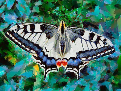 Butterfly Wings VIII Black Ornate Wood Framed Art Print with Double Matting by Medeiros, Celito