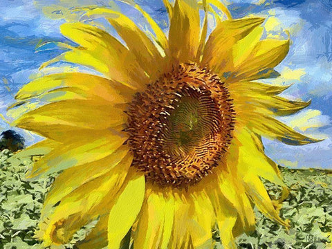 An Sunflowers White Modern Wood Framed Art Print with Double Matting by Medeiros, Celito