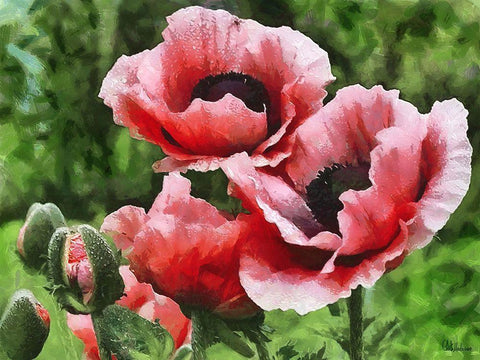 Red Poppies White Modern Wood Framed Art Print with Double Matting by Medeiros, Celito