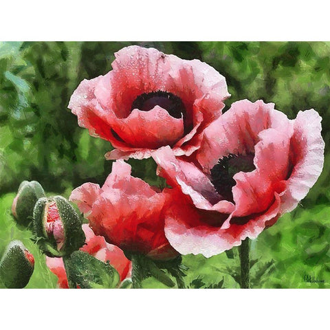 Red Poppies Black Modern Wood Framed Art Print with Double Matting by Medeiros, Celito