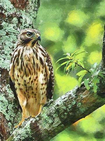 Falcon White Modern Wood Framed Art Print with Double Matting by Medeiros, Celito