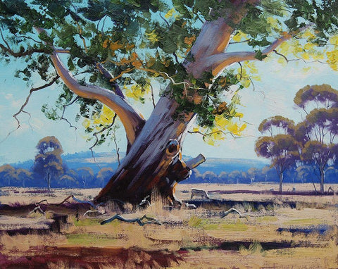 Old River Gum Tree Black Ornate Wood Framed Art Print with Double Matting by Gercken, Graham