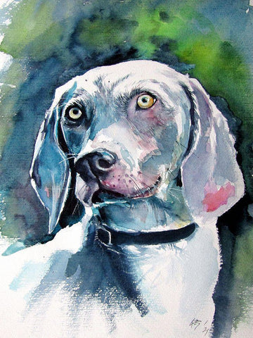 Weimaraner Retriever White Modern Wood Framed Art Print with Double Matting by Kovacs, Anna Brigite