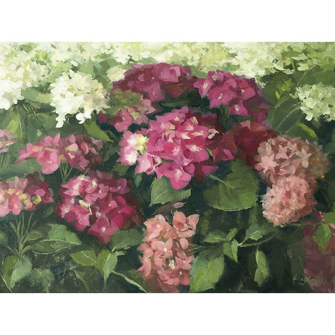 German Hydrangeas White Modern Wood Framed Art Print by Strube, Ling