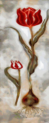 Red Tulip II White Modern Wood Framed Art Print with Double Matting by Medeiros, Celito