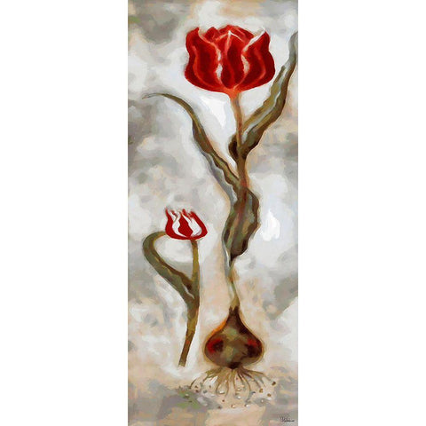 Red Tulip II Black Modern Wood Framed Art Print by Medeiros, Celito