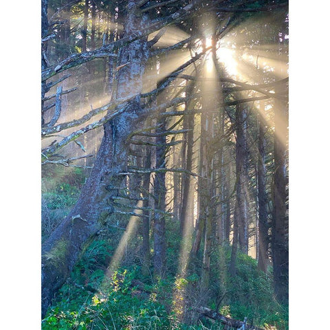 Hobbit Trail I Gold Ornate Wood Framed Art Print with Double Matting by Knoble