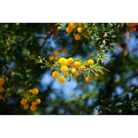 Yellow Mimosa I White Modern Wood Framed Art Print by Knoble