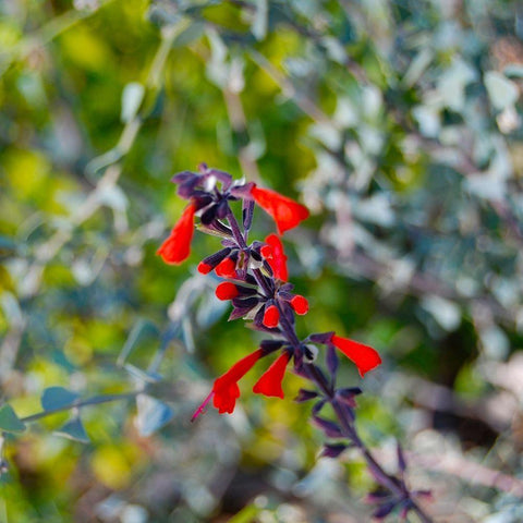 Wildflower I White Modern Wood Framed Art Print by Knoble