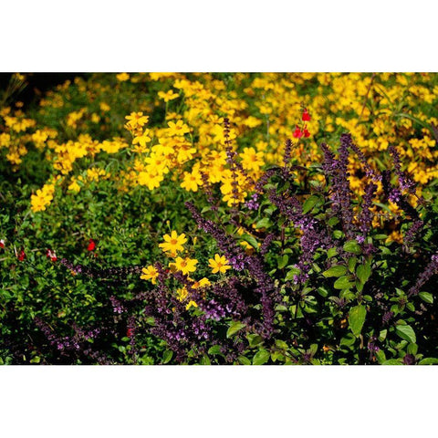 Wildflowers I Gold Ornate Wood Framed Art Print with Double Matting by Knoble