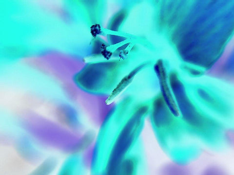 Turquoise Petals Black Ornate Wood Framed Art Print with Double Matting by Grayscale