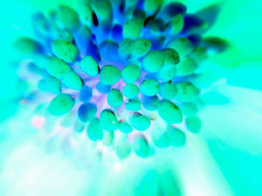 Image Only