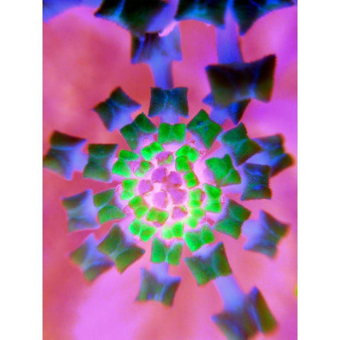 Radial Bowties I Black Modern Wood Framed Art Print with Double Matting by Grayscale