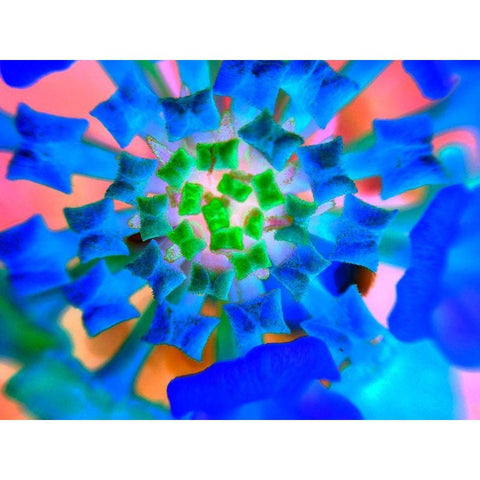 Radial Bowties III White Modern Wood Framed Art Print by Grayscale