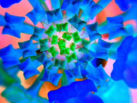 Radial Bowties III Black Ornate Wood Framed Art Print with Double Matting by Grayscale