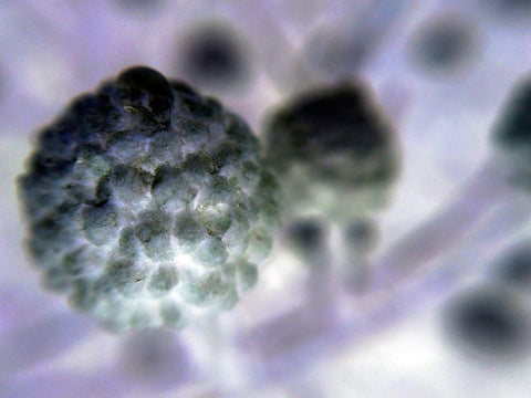 Soft Cluster I Black Ornate Wood Framed Art Print with Double Matting by Grayscale