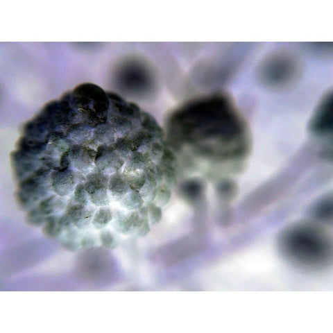 Soft Cluster I Gold Ornate Wood Framed Art Print with Double Matting by Grayscale