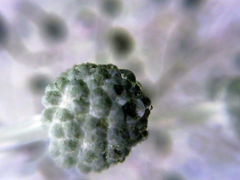 Soft Cluster II Black Ornate Wood Framed Art Print with Double Matting by Grayscale