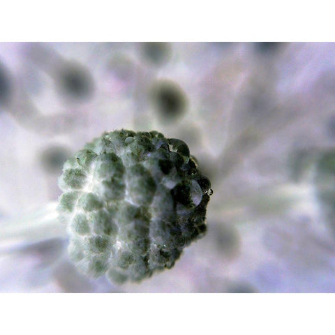 Soft Cluster II Gold Ornate Wood Framed Art Print with Double Matting by Grayscale