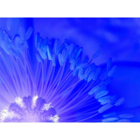 Natural Reactor I Black Modern Wood Framed Art Print with Double Matting by Grayscale