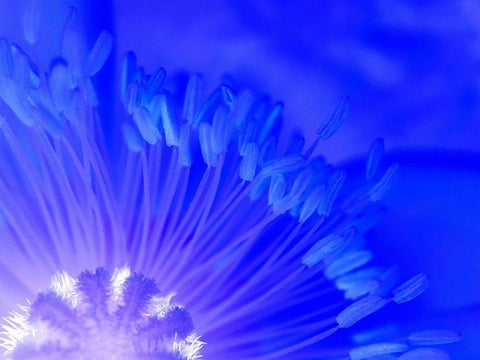 Natural Reactor I Black Ornate Wood Framed Art Print with Double Matting by Grayscale