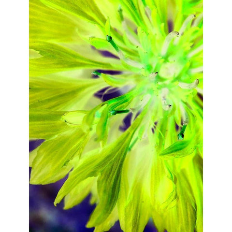 Natural Glow II White Modern Wood Framed Art Print by Grayscale