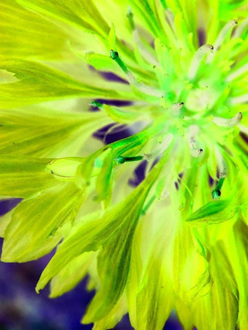 Natural Glow II Black Ornate Wood Framed Art Print with Double Matting by Grayscale