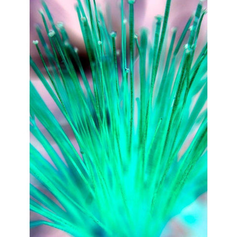 Green SpinesI White Modern Wood Framed Art Print by Grayscale