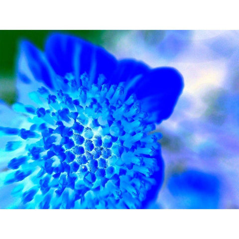 Blue Ball II White Modern Wood Framed Art Print by Grayscale