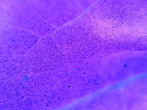 Energy Connection II Black Ornate Wood Framed Art Print with Double Matting by Grayscale