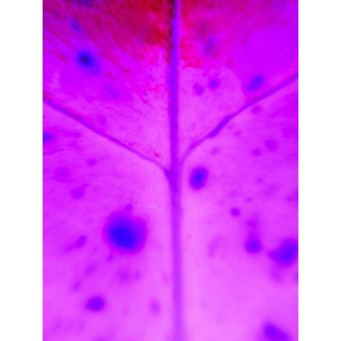 Purple Branch Gold Ornate Wood Framed Art Print with Double Matting by Grayscale