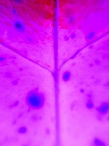 Purple Branch White Modern Wood Framed Art Print with Double Matting by Grayscale