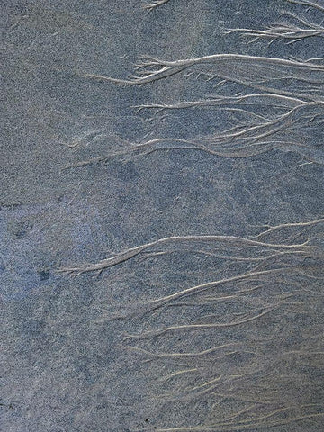 Sand Fibers I Black Ornate Wood Framed Art Print with Double Matting by Grayscale