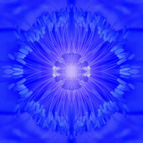 Flower Medallion I Black Modern Wood Framed Art Print with Double Matting by Grayscale