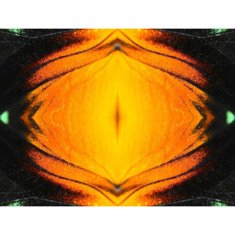 Butterfly Eye I White Modern Wood Framed Art Print by Grayscale