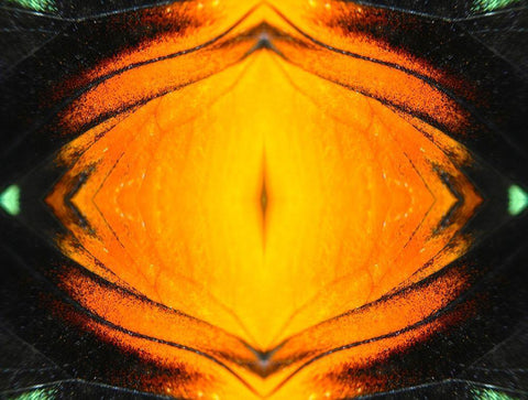 Butterfly Eye I Black Ornate Wood Framed Art Print with Double Matting by Grayscale