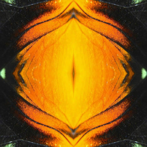 Butterfly Eye Ib White Modern Wood Framed Art Print by Grayscale